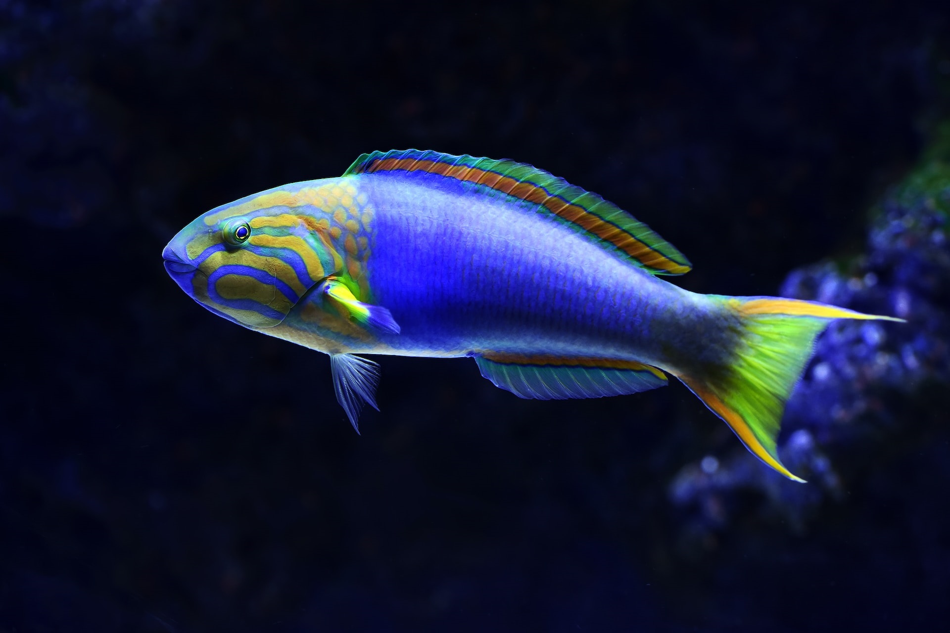 FISH<span>-PROBES</span>